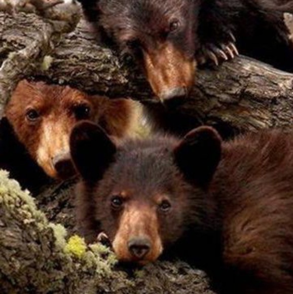 ✔Sale. Zipped Cardigan - Womans Lge - Picture 4 of 7